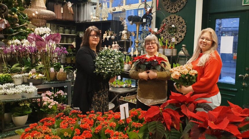 Anemone Blomster er klar for julehandel Anemone Blomster er klar for julehandel